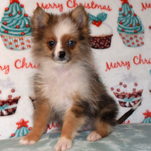 Pomeranian Puppy Paco