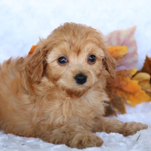 Cavapoo Puppy Soraya