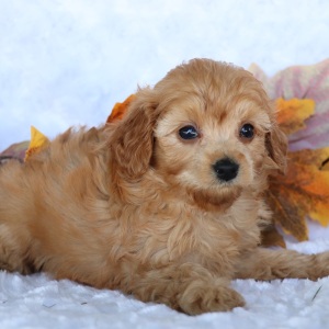 Cavapoo Puppy Soraya