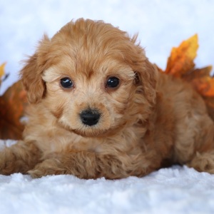 Cavapoo Puppy Soraya