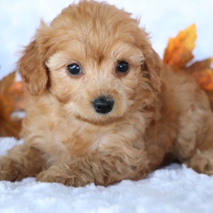 Cavapoo Puppy Soraya
