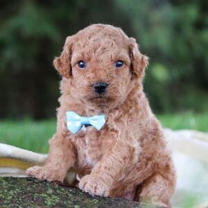 Poodle Puppy Kendall