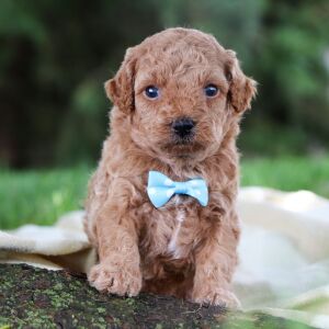 Poodle Puppy Kendall