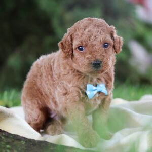 Poodle Puppy Kendall
