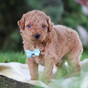Poodle Puppy Kendall