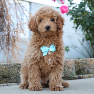 Poodle Puppy Kendall