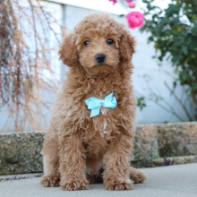 Poodle Puppy Kendall