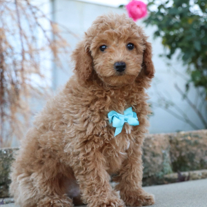 Poodle Puppy Kendall