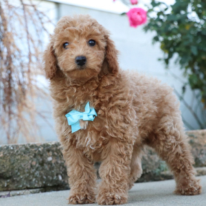 Poodle Puppy Kendall
