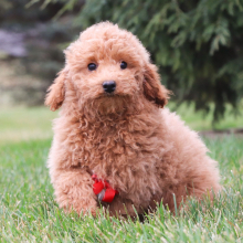 Poodle Puppy Kendall