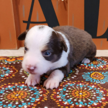 Australian Shepherd Puppy Rayle