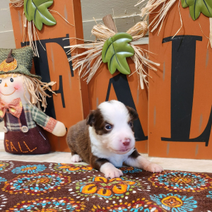 Australian Shepherd Puppy Rayle