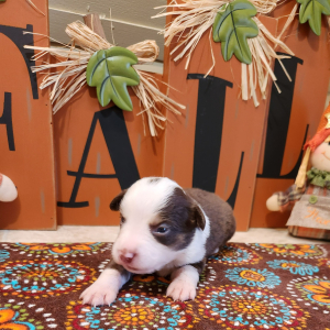Australian Shepherd Puppy Rayle
