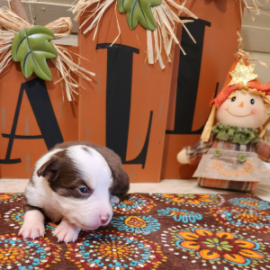 Australian Shepherd Puppy Rayle