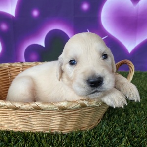 Golden Retriever Puppy Justin