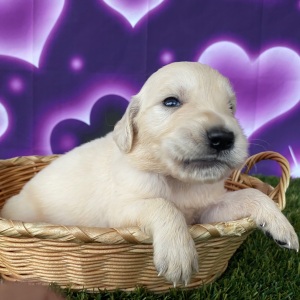 Golden Retriever Puppy Justin