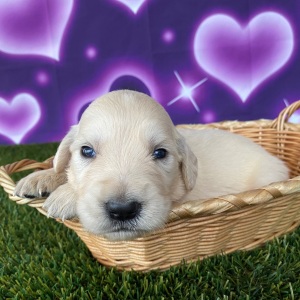 Golden Retriever Puppy Justin