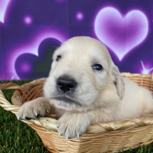 Golden Retriever Puppy Justin