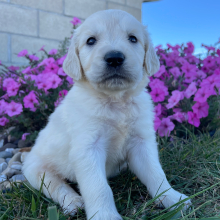 Golden Retriever Puppy Justin