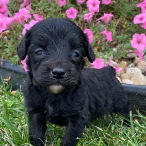 Goldendoodle Puppy Chad