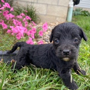Goldendoodle Puppy Chad