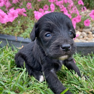 Goldendoodle Puppy Chad