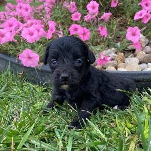 Goldendoodle Puppy Chad