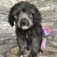 Goldendoodle Puppy Chad