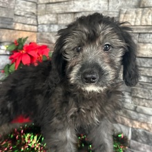 Goldendoodle Puppy Chad