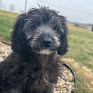 Goldendoodle Puppy Chad
