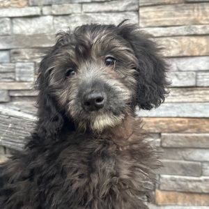 Goldendoodle Puppy Chad
