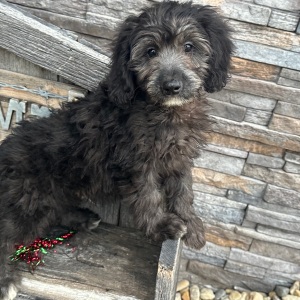 Goldendoodle Puppy Chad