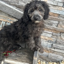 Goldendoodle Puppy Chad