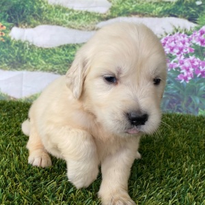 Golden Retriever Puppy Lane