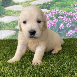 Golden Retriever Puppy Lane
