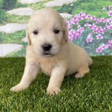 Golden Retriever Puppy Lane