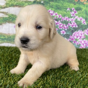 Golden Retriever Puppy Lane