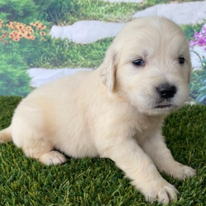 Golden Retriever Puppy Lane