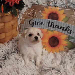 Maltipoo Puppy Elsa