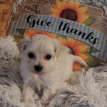 Maltipoo Puppy Elsa