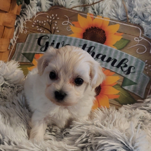 Maltipoo Puppy Elsa