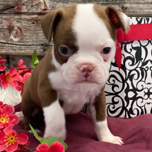 Boston Terrier Puppy Caramel