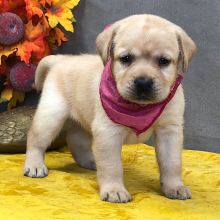 Labrador Retriever Puppy Eva