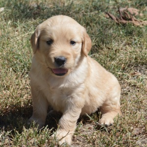 Golden Retriever Puppy Tatum