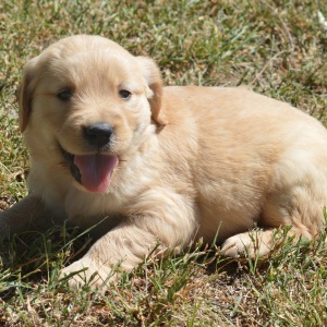 Golden Retriever Puppy Tatum