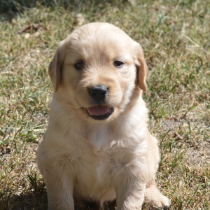 Golden Retriever Puppy Tatum
