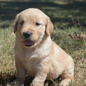 Golden Retriever Puppy Tatum