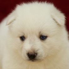 Pomsky Puppy Travis