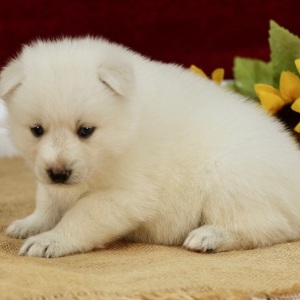 Pomsky Puppy Travis