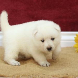 Pomsky Puppy Travis